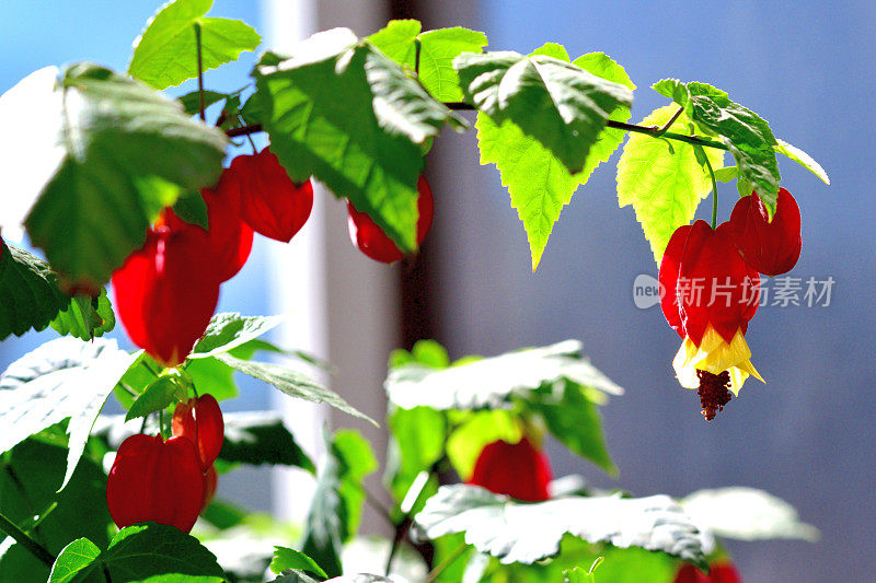 蒂罗尔灯/abutilon megapotamicum